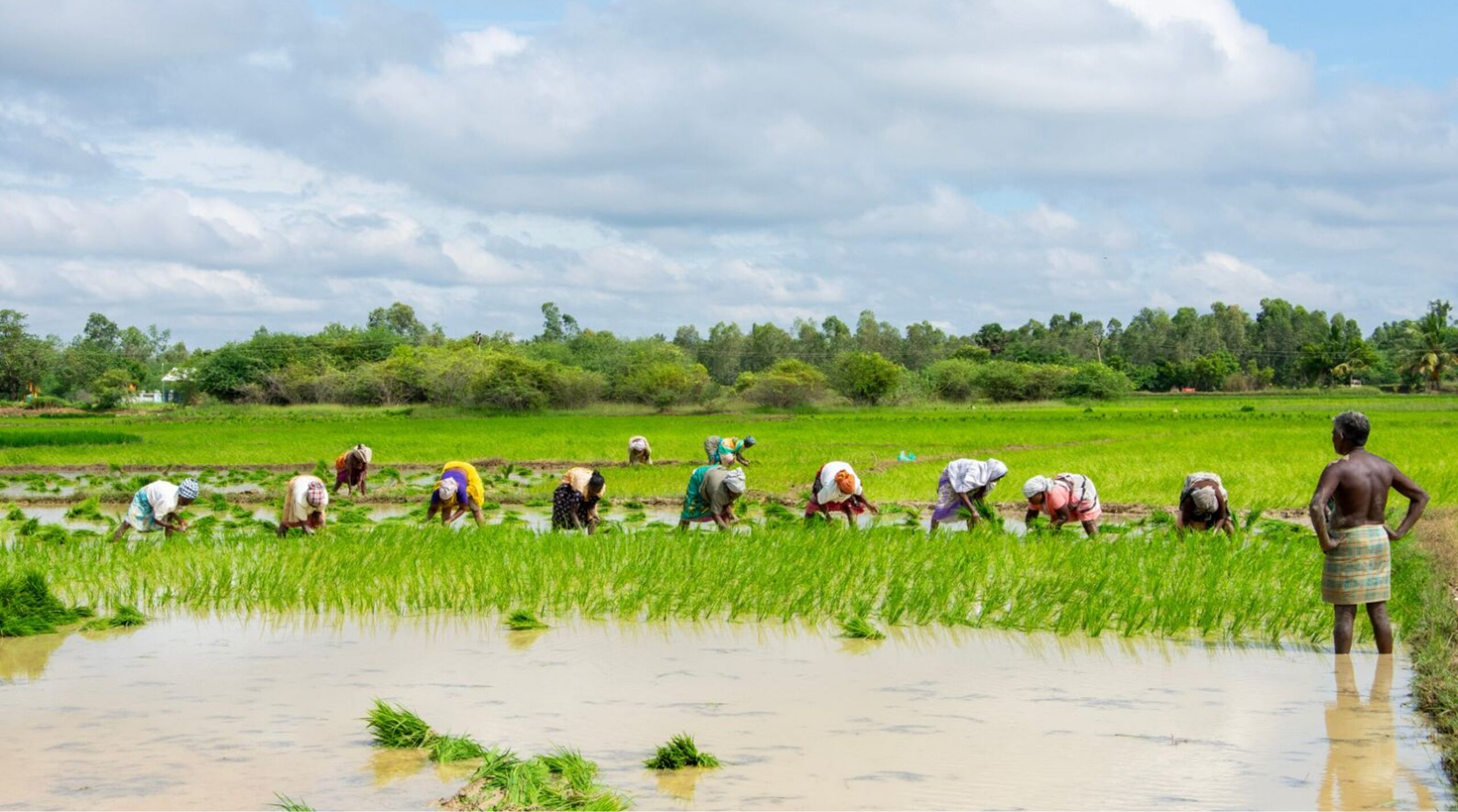 Farmers bent over to transplant rice saplings in a flooded paddy; a shirtless man stands on the right.